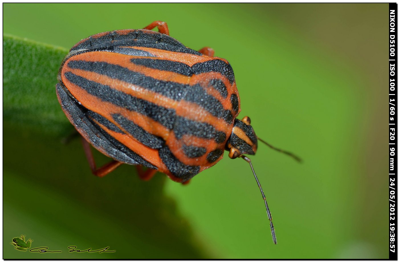 Graphosoma semipunctatum